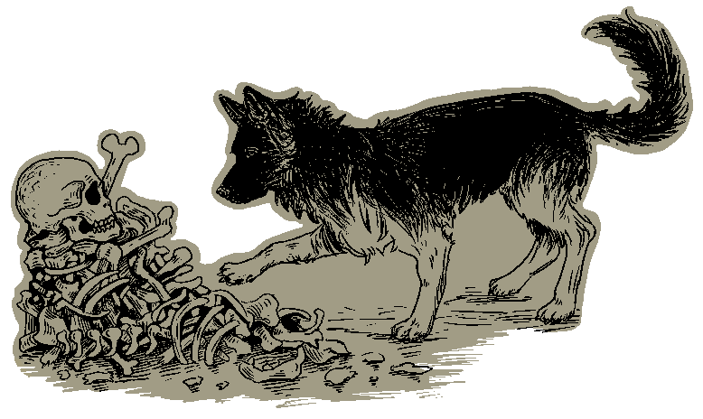 Koira tutkii luukasaa